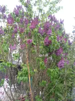 IMG_4459.webp