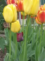 IMG_4461.webp