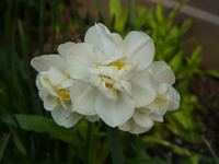 narzisse01.webp