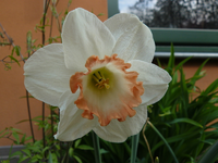 narzisse02.webp