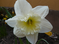 narzisse03.webp