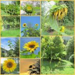 Sonnenblumen 2011v.jpg