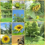 Sonnenblumen 2011v.webp