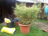 Foto0089.webp