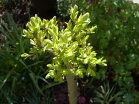 Harlekinweide 2.webp