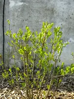 DSCF8166.webp