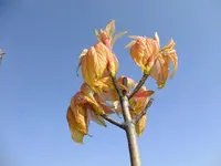 DSCF8176.webp