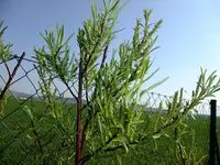 DSCF8181.webp