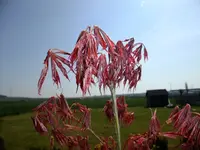 DSCF8198.webp