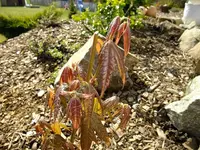 DSCF8200.webp