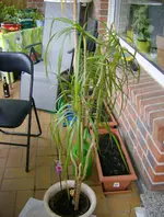 Palme ganz.webp