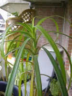 Palme detail.webp