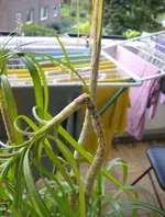 Palme geknickt.webp