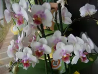 Orchidee.webp