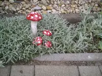 Pilze.webp