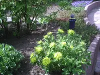 Beet am Pool.17.04.2011.webp