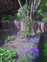 Blaukissen und Clematis.17.04.2011.webp