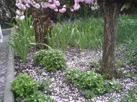 Unter dem Baum.17.04.2011.webp