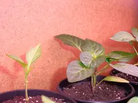 paprika.webp