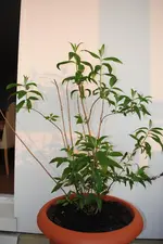 DSC_1328.webp