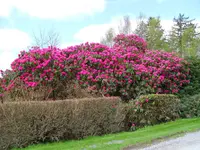 Rhodo.webp