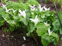 Trillium.webp