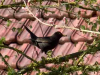 Amsel079.webp