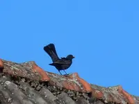 Amsel080.webp