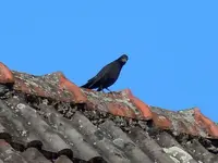 Amsel081.webp
