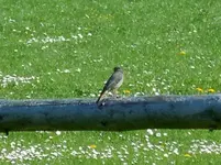Rotschwänzchen152.webp