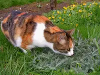 Mieze mit Distel039.webp