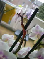 Orchidee kaputt.webp