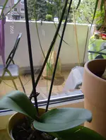 Orchidee alt.webp