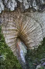 Baumfalten.webp