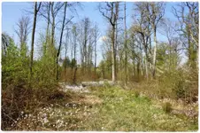 blühender Wald.webp