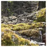 Holz.webp