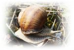 Schnecke.JPG