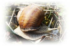 Schnecke.webp