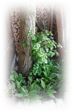 Bärlauch und Kletterhortensie.webp