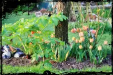Baumbeet.webp