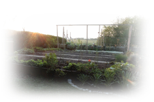 Gemüsegarten.webp