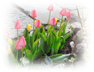 Tulpen.webp