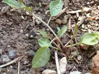 HPIM9952.webp