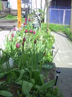 PICT0042.webp