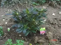 alpenrose.webp