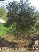 buchs.webp