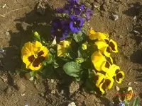 stiefmuetterchen.webp