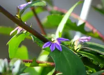 Fächerblume.webp