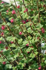 Johannisbeere.webp