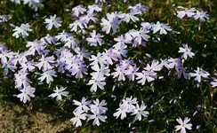 Polsterphlox_klein.webp